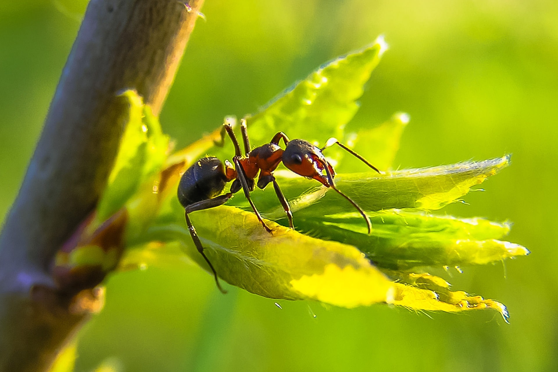 Leia mais sobre o artigo Interação entre Borboletas e Formigas Evoluiu de Forma Diferente no Cerrado Brasileiro