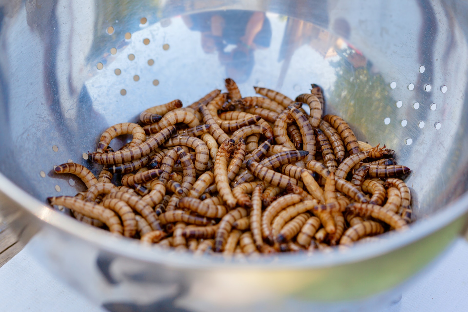 Leia mais sobre o artigo Insetos no Cardápio: Cientistas Aprimoram a Produção de Alimentos Feitos com Larvas de Mosca