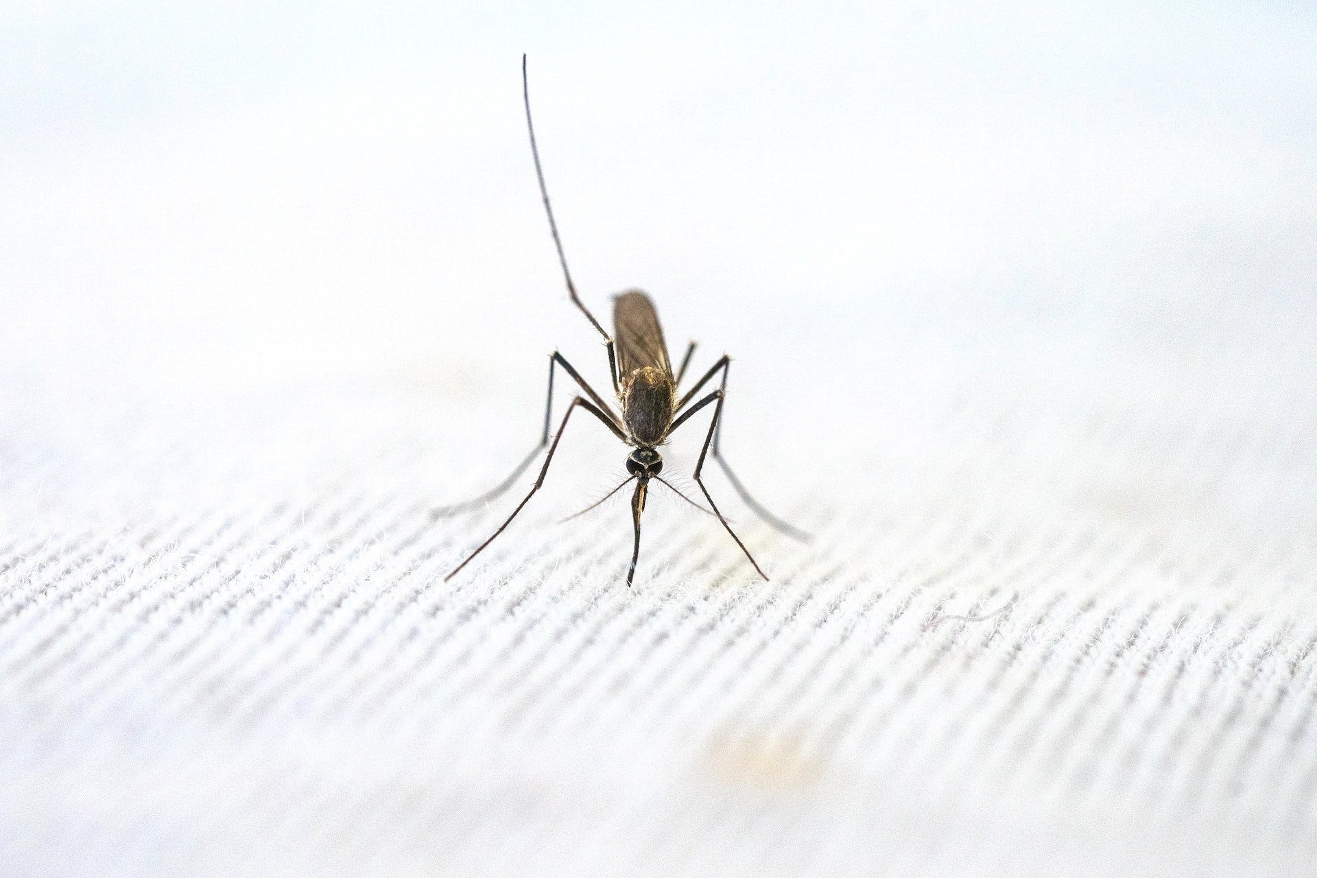 Leia mais sobre o artigo Por que a Malária Predominante no Brasil é Menos Grave que a Variante Africana?