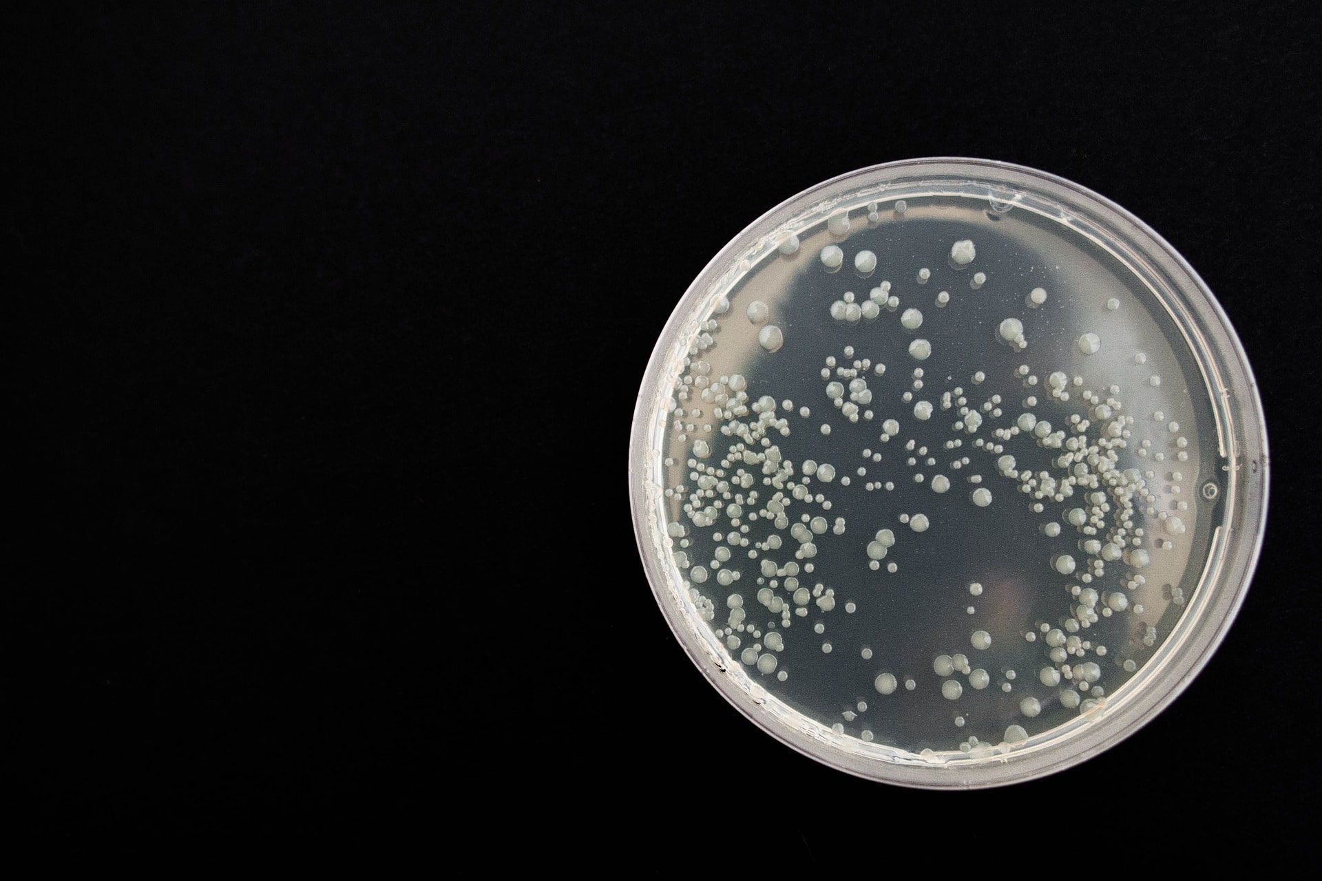 Leia mais sobre o artigo Bactéria Tem Potencial como Biopesticida para Combater Fungos que Atacam Alimentos