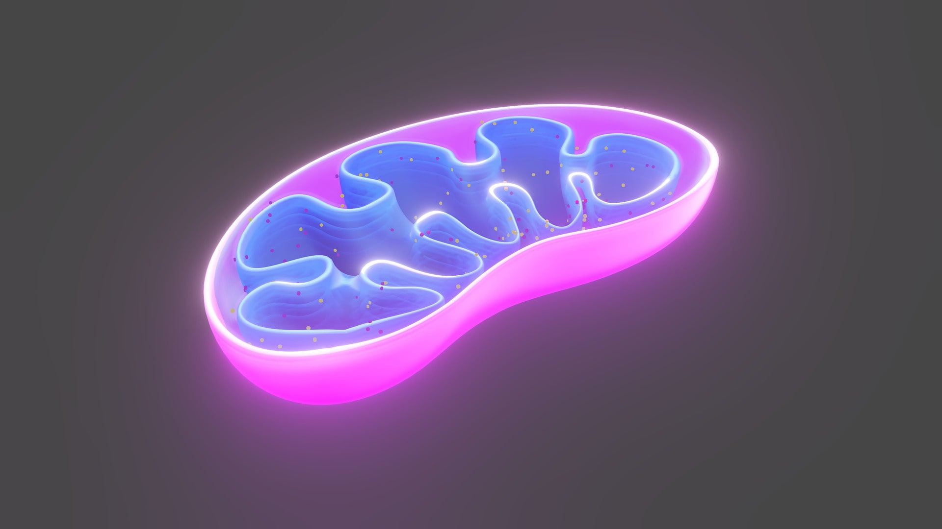 Leia mais sobre o artigo Estudo Mostra como Mitocôndrias Regulam a Autofagia, Processo Fundamental para Equilíbrio Celular